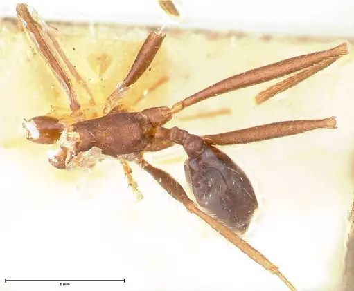 Pheidole gouldi - FOCOL0629