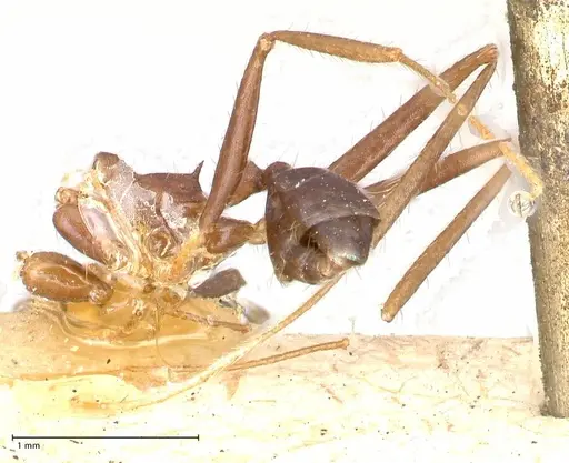 Pheidole gouldi - FOCOL0629