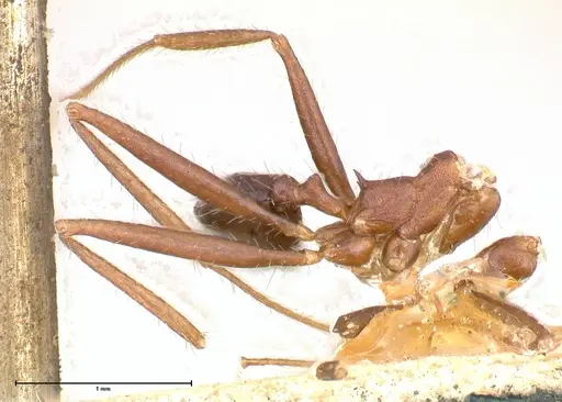 Pheidole gouldi - FOCOL0629