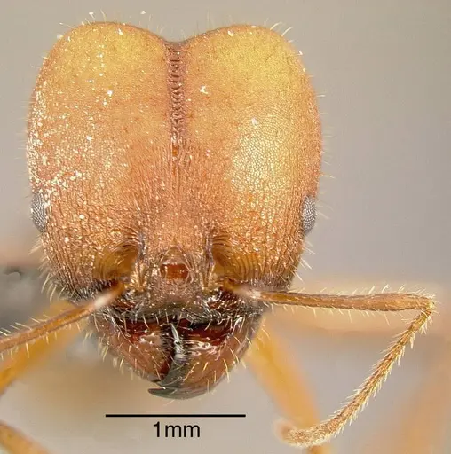 Pheidole gouldi - INBIOCRI002279354