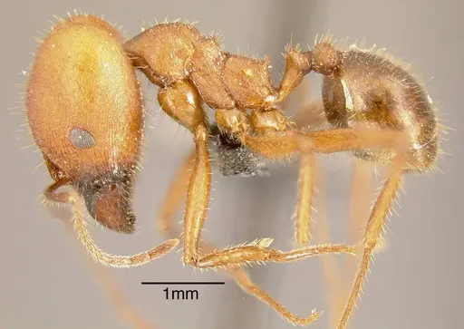 Pheidole gouldi - INBIOCRI002279354