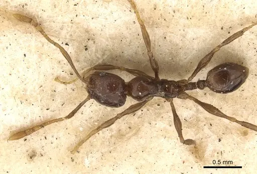 Pheidole gracilescens specimen