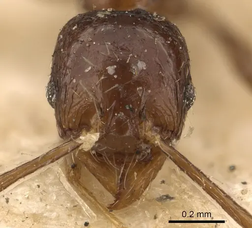 Pheidole gracilescens specimen