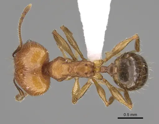 Pheidole gracilis specimen