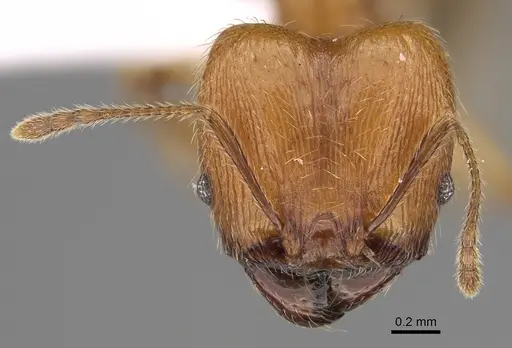 Pheidole gracilis specimen