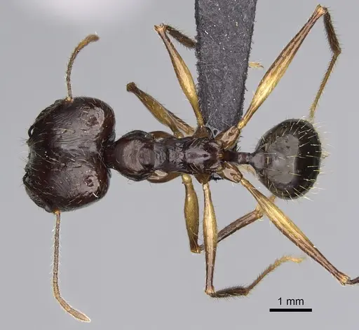 Pheidole grallatrix specimen