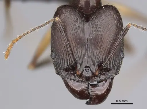 Pheidole grallatrix specimen
