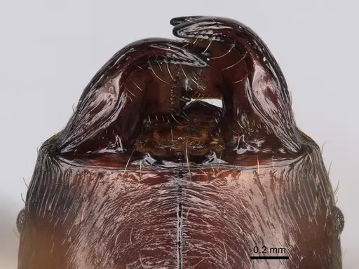 Pheidole grallatrix specimen