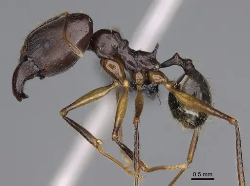 Pheidole grallatrix - CASENT0067235