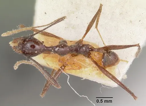 Pheidole grallatrix - CASENT0101943