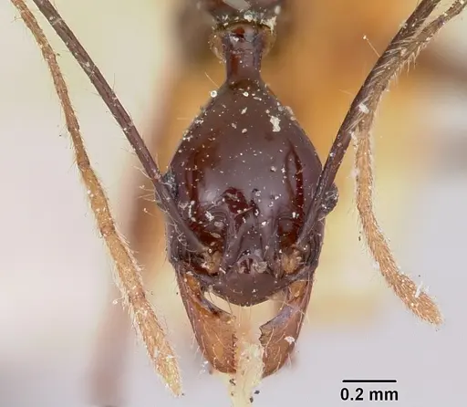 Pheidole grallatrix - CASENT0101943
