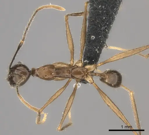 Pheidole grallatrix - CASENT0152313