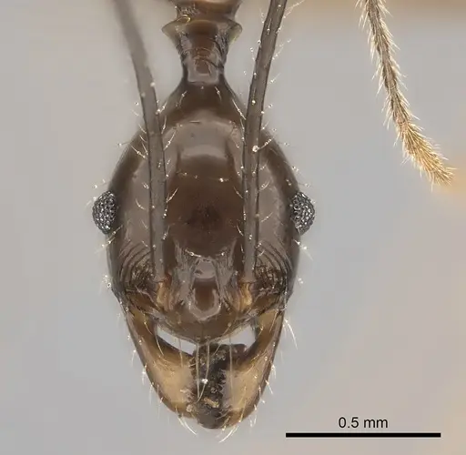 Pheidole grallatrix - CASENT0152313