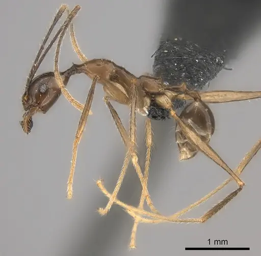 Pheidole grallatrix - CASENT0152313