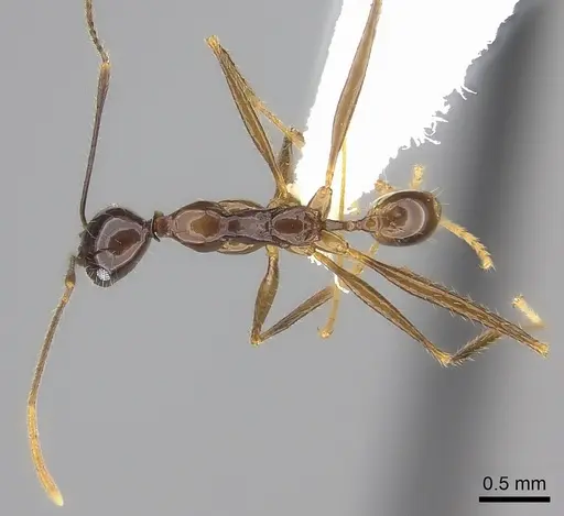 Pheidole grallatrix - CASENT0198367