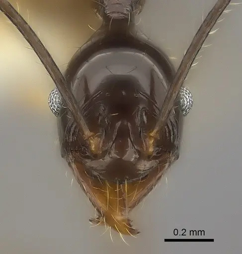 Pheidole grallatrix - CASENT0198367