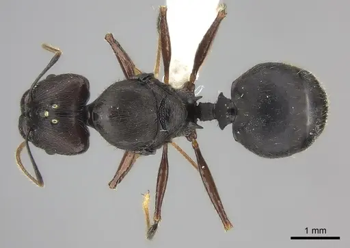 Pheidole grallatrix - CASENT0235112
