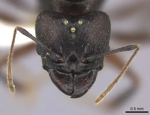 Pheidole grallatrix - CASENT0235112