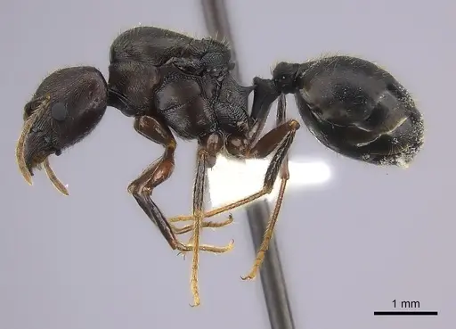 Pheidole grallatrix - CASENT0235112