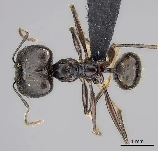 Pheidole grallatrix - CASENT0495226