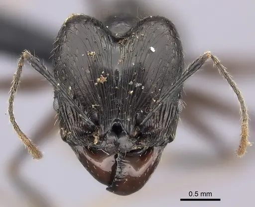 Pheidole grallatrix - CASENT0495226