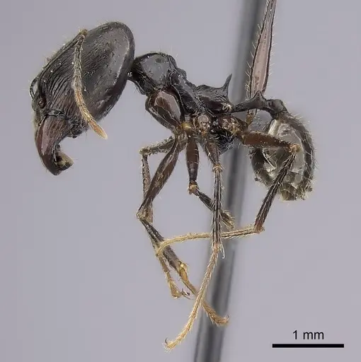 Pheidole grallatrix - CASENT0495226