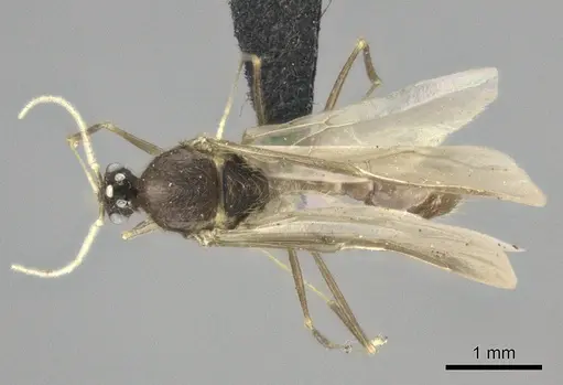 Pheidole grallatrix - CASENT0495227