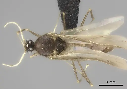 Pheidole grallatrix - CASENT0495227