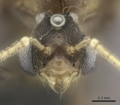 Pheidole grallatrix - CASENT0495227