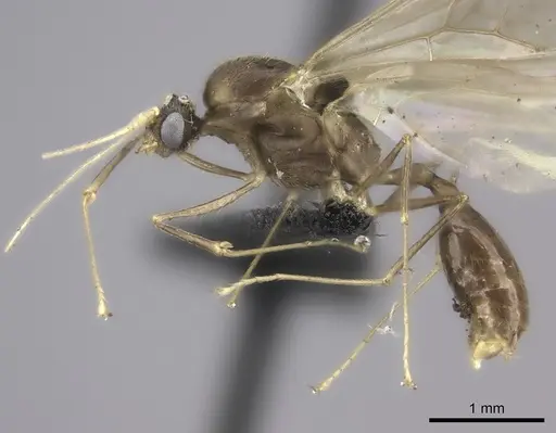 Pheidole grallatrix - CASENT0495227