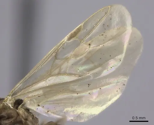 Pheidole grallatrix - CASENT0495227