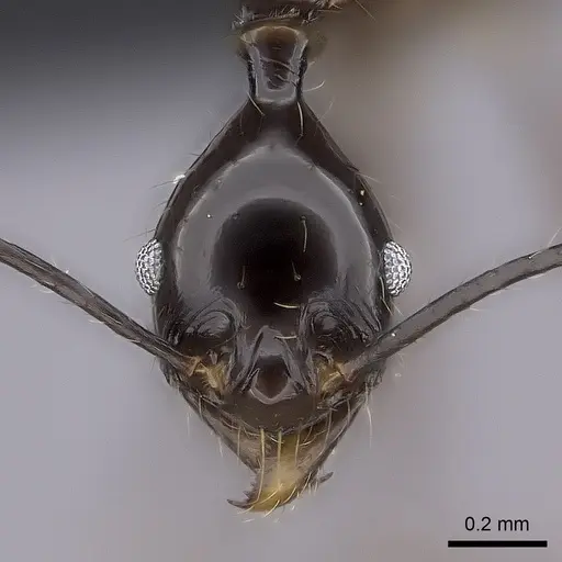 Pheidole grallatrix - CASENT0495228