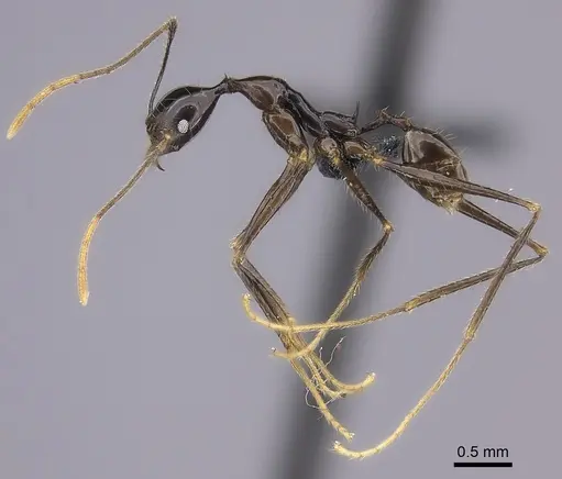 Pheidole grallatrix - CASENT0495228