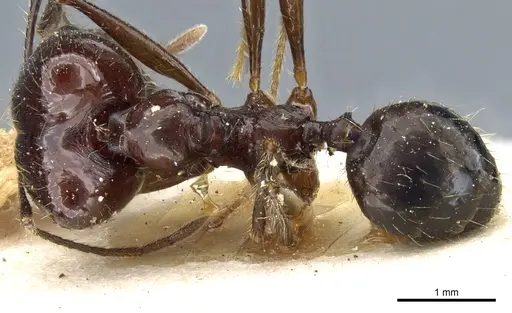 Pheidole grallatrix - CASENT0904224