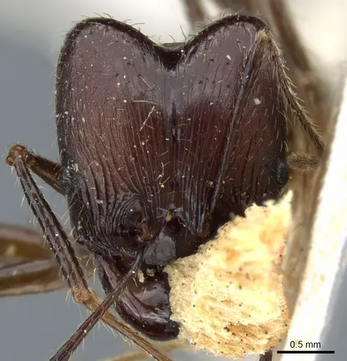 Pheidole grallatrix - CASENT0904224