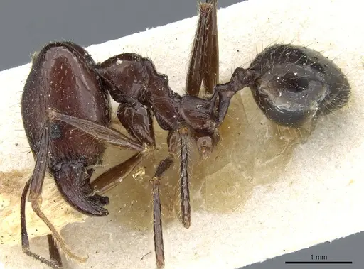 Pheidole grallatrix - CASENT0904224