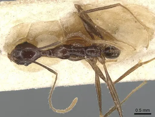 Pheidole grallatrix - CASENT0904225