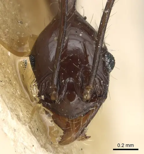 Pheidole grallatrix - CASENT0904225