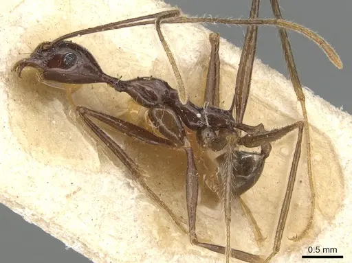 Pheidole grallatrix - CASENT0904225