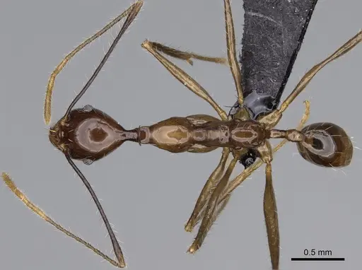 Pheidole grallatrix - CASENT0923248