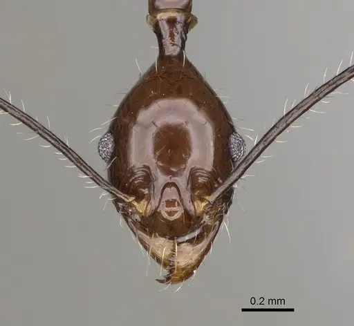 Pheidole grallatrix - CASENT0923248