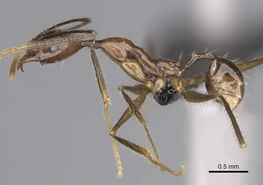 Pheidole grallatrix - CASENT0923248
