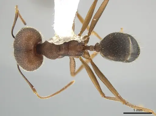 Pheidole granulata specimen