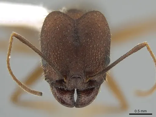 Pheidole granulata specimen