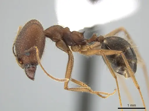 Pheidole granulata specimen