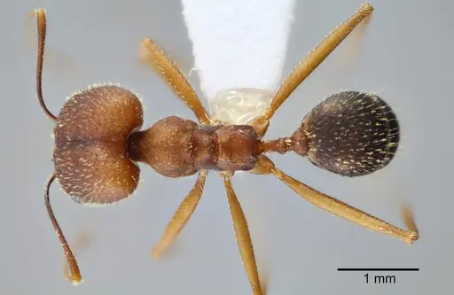 Pheidole granulata - CASENT0649585