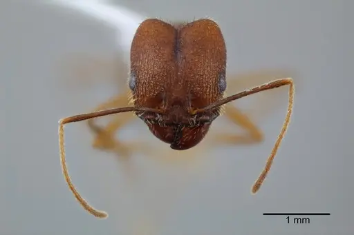 Pheidole granulata - CASENT0649585