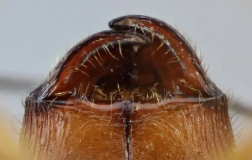 Pheidole granulata - CASENT0649585