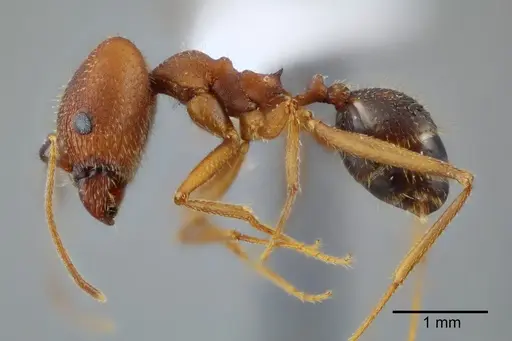 Pheidole granulata - CASENT0649585
