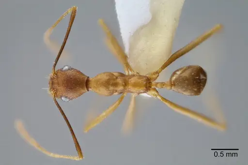 Pheidole granulata - CASENT0649589